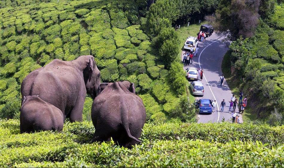 Munnar-Sightseen