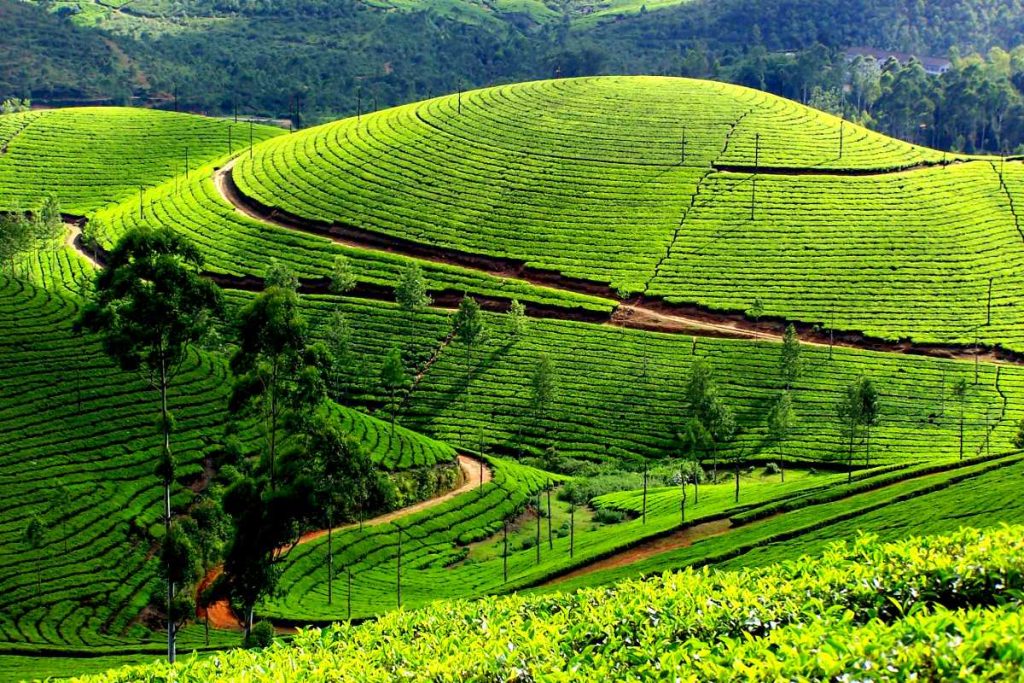 Munnar66_20181211014155