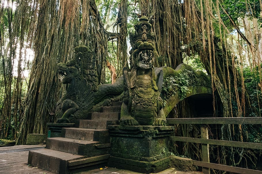 Monkey forest 1
