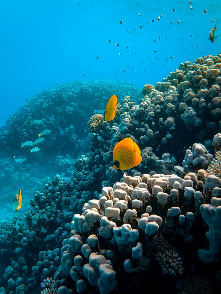 coral reef 1