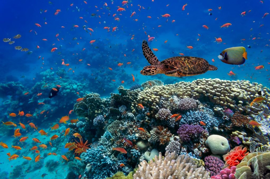 Tropical fish and turtle