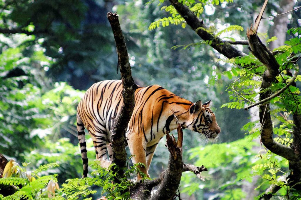 thekkady 1