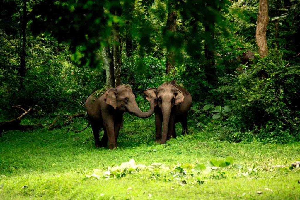Wayanad